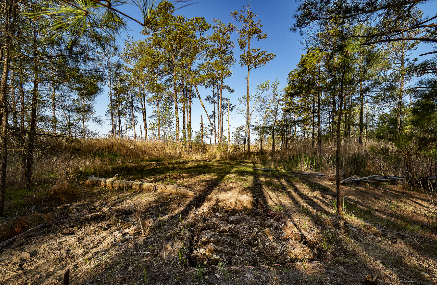 Tubman archaeology site